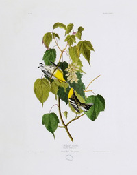 Hemlock Warbler 